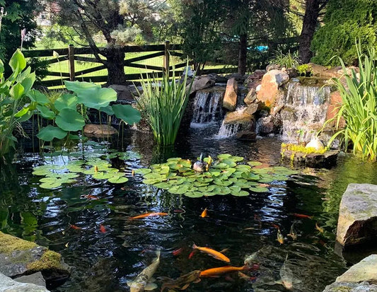 Pond Maintenance