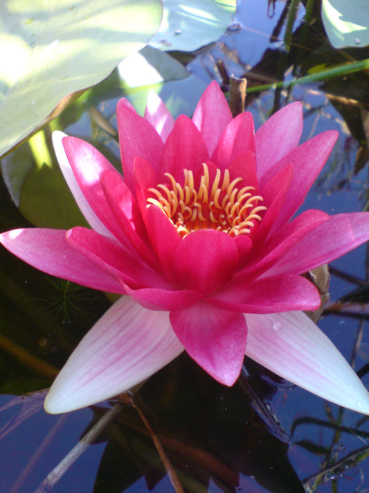 Nymphaea Attraction