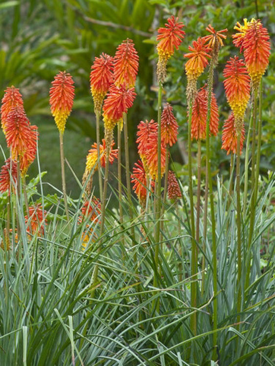 Kniphofia Praecox