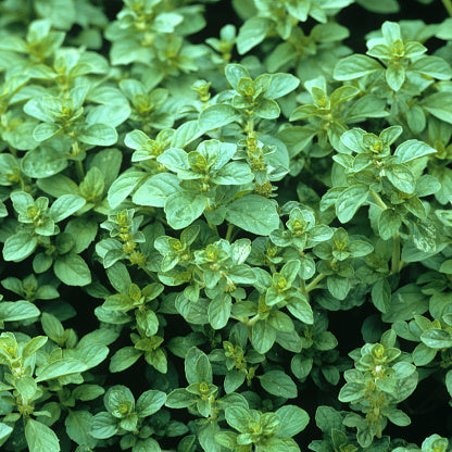 Mentha Aquatica